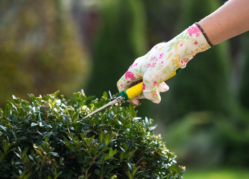Weed and moss control for a tidy Redbridge lawn
